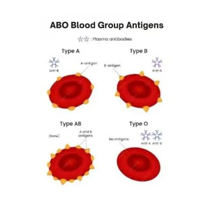 abo blood group system