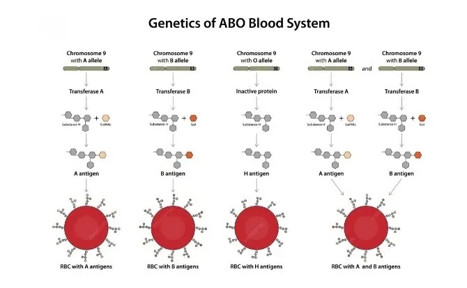 molecular structure of abo blood groups 